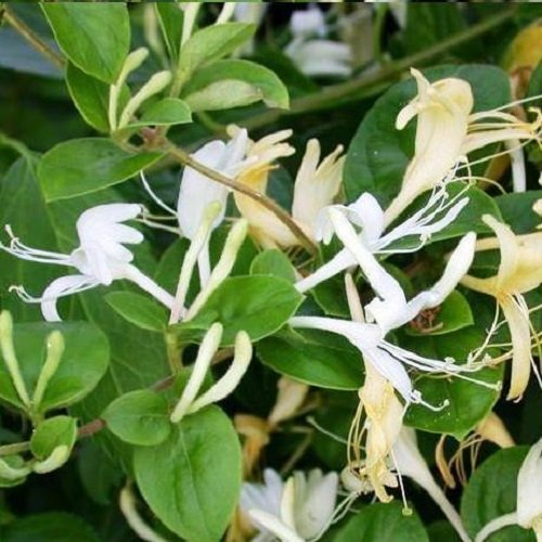 Madreselva Caprifolium (Lonicera) Plantas trepadoras: Blancas y resistentes - ClematisOnline Plantas trepadoras y flores