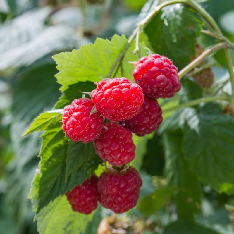 3 Caroline Raspberry Plants Live, Red Raspberry Bush Live Plants, Size 5-8 Inch Height, Thornless Raspberry Shrub Outdoor