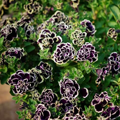 Mixrug Petunia Seeds for Planting, 200pcs Double Petunia Flowers Seeds