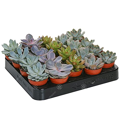 LOT DE 20 ECHEVERIA MIXTES PLANTES D'INTÉRIEUR DÉCORATIVES POUR LA MAISON EN POT CULTURE FACILE