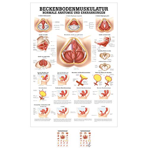 Sport-Tec Beckenbodenmuskulatur Mini-Poster Anatomie 34x24 cm medizinische Lehrmittel Sport-Tec Beckenbodenmuskulatur Mini-Poster Anatomie 34x24 cm medizinische Lehrmittel