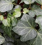 plattensee karte aus der Baumschule Efeu Plattensee 60-80cm - Hedera helix