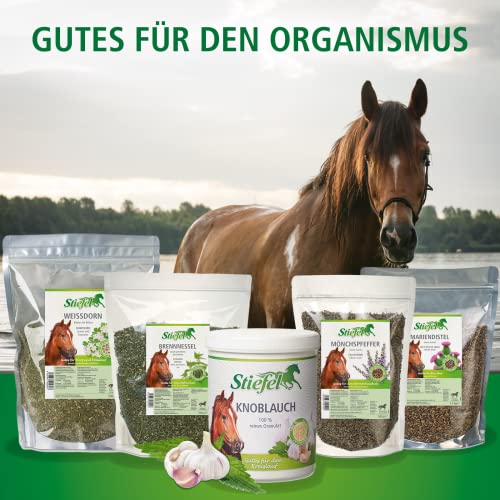 Stiefel Brennnessel für Pferde, 100% naturbelassene Brennnessel, Positive Wirkung auf Haut, Gelenke, Nierentätigkeit & Durchblutung, 500g