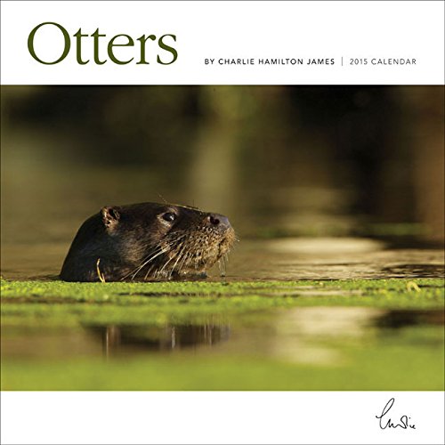 Buy Otters Wall: 12x12 Book Online at Low Prices in India | Otters Wall