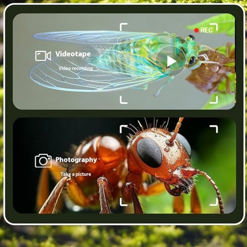 Microscope numérique LCD à éclairage intégré pour observation étendue