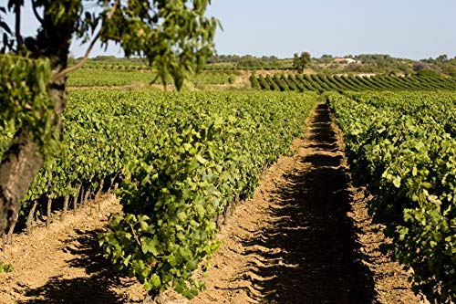 Les Accords de Roche Mazet - Chardonnay Viognier - IGP Pays d’Oc - Terra Vitis - Lot de 6 bouteilles x 75 cl – vue 6