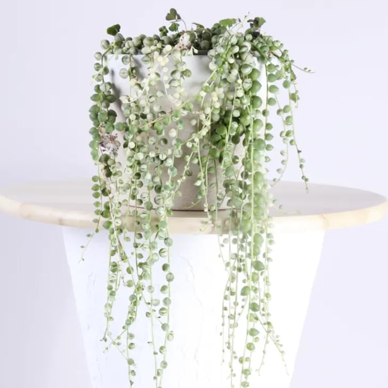 Miniatura 8 de Cadena de perlas abigarradas planta viva, enredadera suculenta arrastrada, planta de interior viva rara en maceta