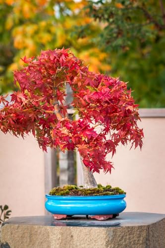 Image of 35 Seeds- Redleaf Maple Acer Tree Seeds - Grow Indoor & Outdoor - All Seasons