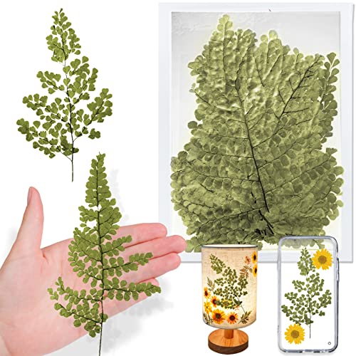 Hojas secas naturales de helecho para resina, 42 piezas miniatura 1
