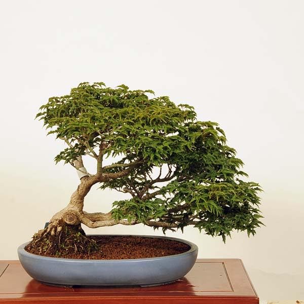 Amazon.co.jp: 盆栽：獅子頭もみじ 現品*シシガシラモミジ 紅葉 雑木