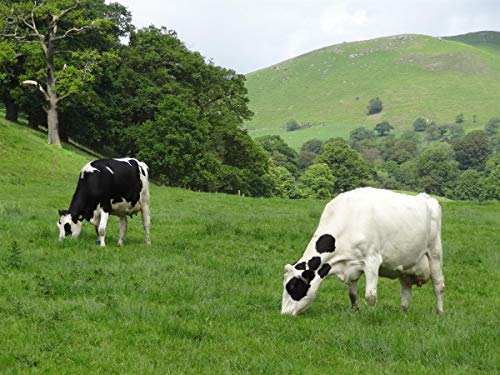 PINK SUN Organic Whey Protein Concentrate Powder Unflavoured 1kg (80% Protein with BCAA) Soy Free Grass Fed Gluten Free No Additives Vegetarian Undenatured Non GM Certified Bio UK - Image 6