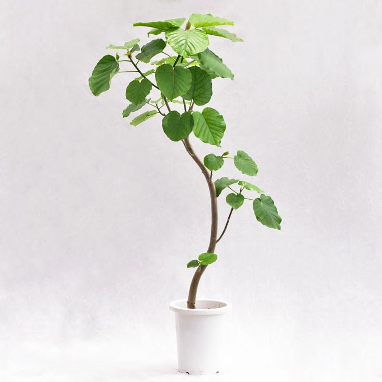 Amazon｜観葉植物 フィカス・ウンベラータ（曲げ） / 8寸・約W 65cm 