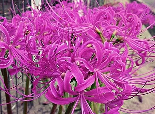 Amazon リコリス球根 多年生の庭のハーブ ピンクのロマンチックな花 8球根 用土 Amazon リコリス球根 多年生の庭のハーブ ピンクのロマンチックな花 8球根 用土