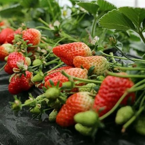 fragole semi di fragola biologici, luoghi soleggiati di fragola per aiuole rialzate rare, interno biologici, vecchie 200pcs