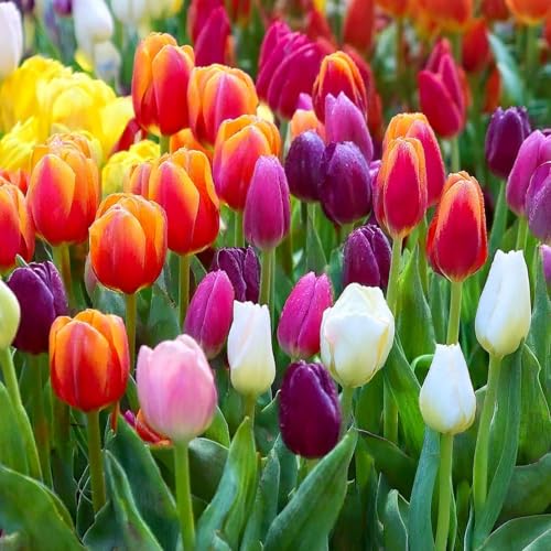 Bulbi di TULIPANO | Bulbi provenienti dai migliori produttori Olandesi | Esclusiva selezione e controllo qualità | Fioritura garantita dal primo anno. (10 Tulipani TRIONFO MIX)