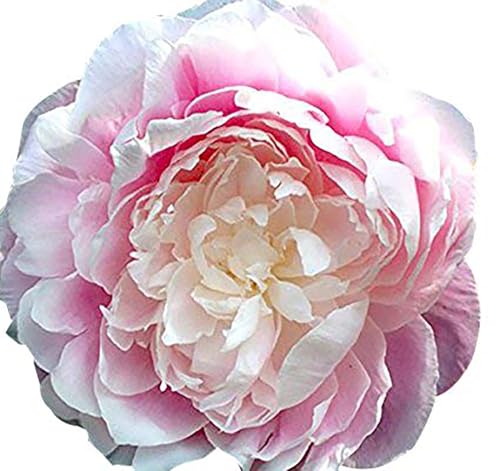 Tourangelle - Late Pink and White Peony