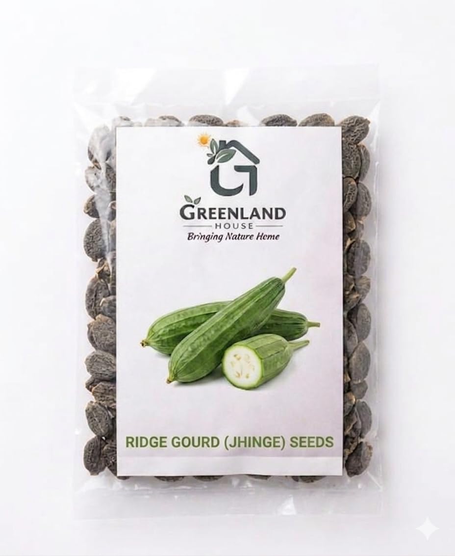 Ridge Gourd (Jhinge) Seeds, High Quality, Rich in Dietary Fibre, Low in Calories-image-24