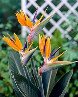 Seeds 50 Pz Strelitzia Bonsai Garden Perenni Fiore Uccello del Paradiso Strelitzia piante giardino le Fiore decorativo Bonsai: 10: Only Seeds