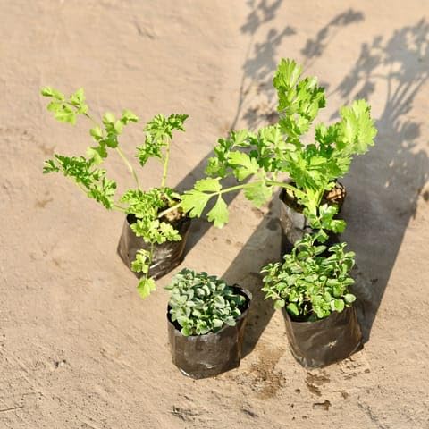 JRN Best Nursery Set of 4 - Medicinal Combo- Celery, Parsley, Oregano And Mint in 4 Inch Plant Nursery Bag-picture-26