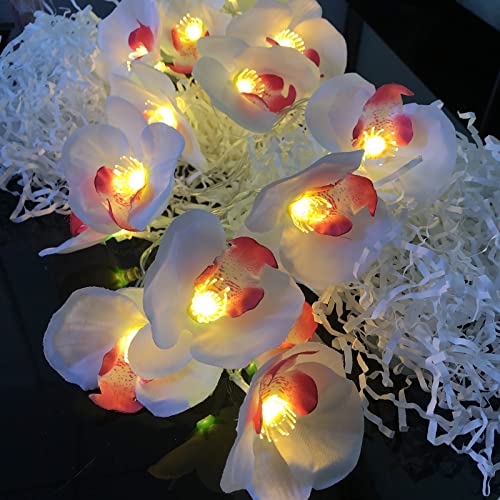 Riaxuebiy Phalaenopsis Luci di Stringa 9,8 ft 20