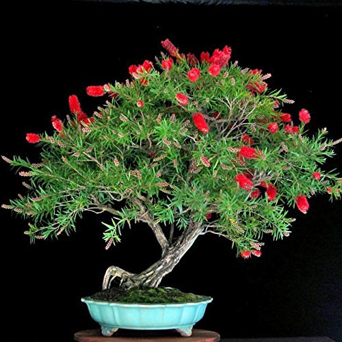 10 I Semi Gattung Eugenia baxteri Bonsai Korn Samen rari Fiori di Prebonsai