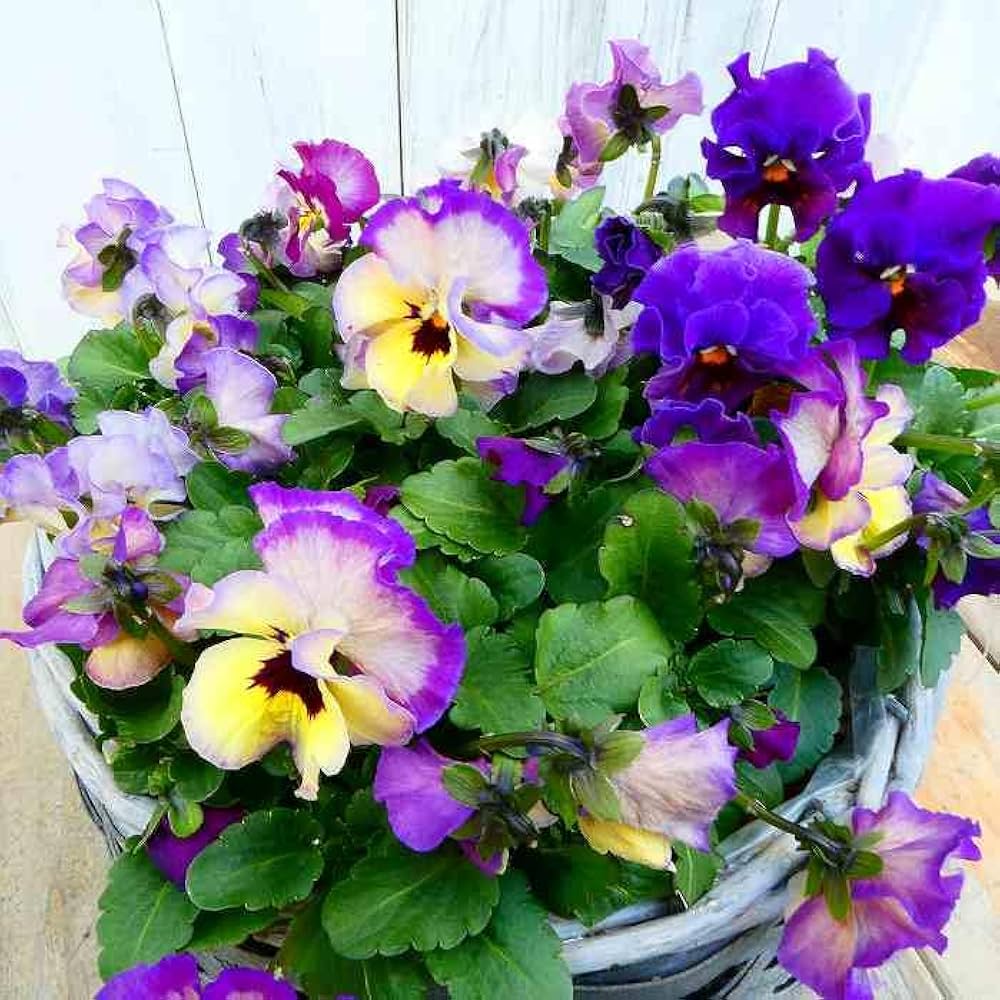 Amazon | 寄せ植え バスケット 直径21cm フリル咲きビオラ Amazon | 寄せ植え バスケット 直径21cm フリル咲きビオラ