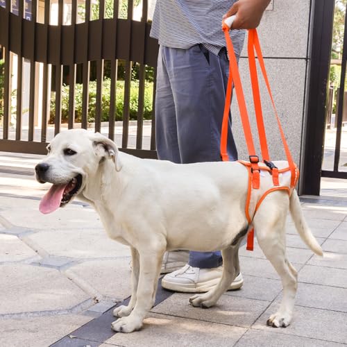 Tragehilfe Hund Groß, Hundegeschirr für Hinterbeine, Hundetrage für Hunde mit Verletzungen, nach Operationen oder Arthritis, Stabil & Atmungsaktiv, Einfach Anzulegen,Hunderollstuhl Alternative XL