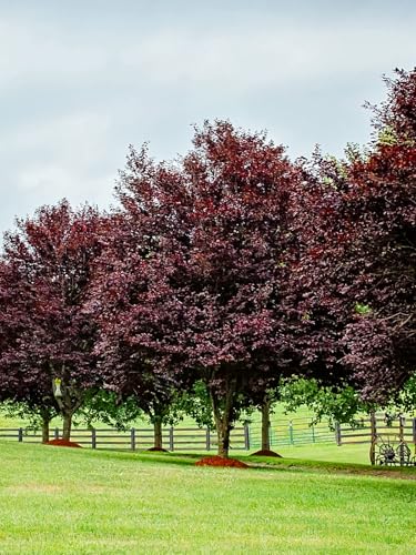 KV Ornamental Plum Tree, Krauter Vesuvius, Dark Purple Foliage, Light Pink Flowers, 2-3 ft Tree Height, 5 Gallon Nursery Pot (Due to Agricultural Laws, we Cannot Ship to CA, AZ, AK, or HI)