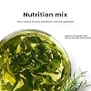 Jiaogulan tea (Gynostemma Pentaphyllum) 5.29 oz herbal flower Chinese green tea Authentic wild tea 150g
