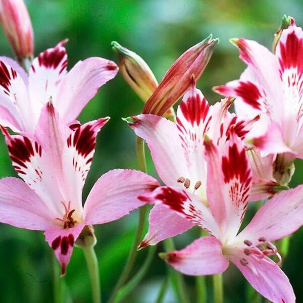 Amazon.co.jp: 秋植え球根 原種系アルストロメリア 耐寒性種 ディルタ