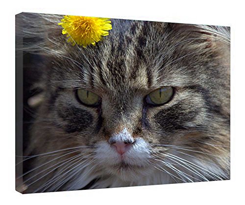 Impression sur toile chat cadre bois decoration murale 40x50