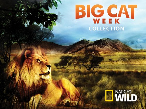 Big Cat Week Collection