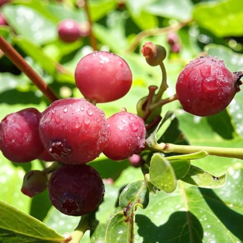Carbeth Plants Blueberry Bush Pink Lemonade Plant in 9cm Pots