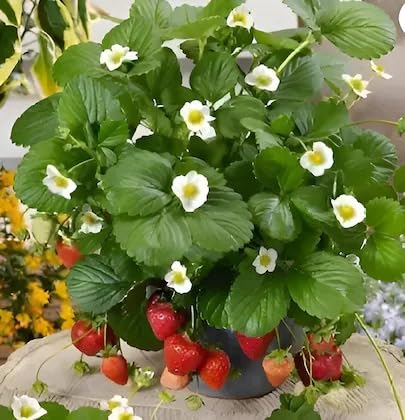 Image of Bigreen Live Red Gauntlet Strawberry Plant a€ inch Healthy Hybrid Live Fruit Plant for Home Gardening, Balcony, Terrace, Organic Farming a€ inch High Yield & Fast Growing - Pack of 1