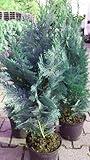 blaue Scheinzypresse Chamaecyparis lawsoniana Columnaris Glauca 60 cm hoch im 3 Liter Pflanzcontainer
