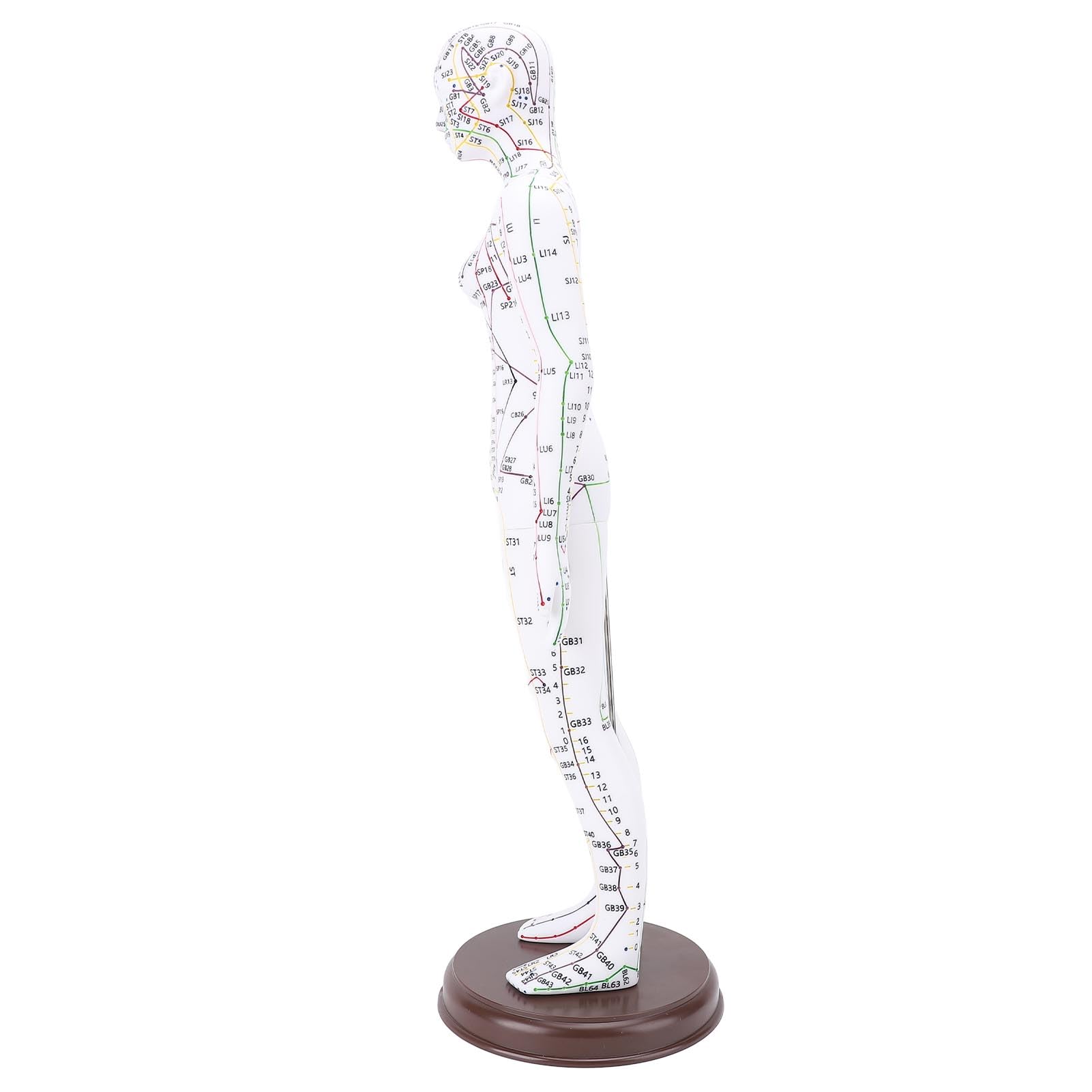 Acupuncture Model Human Body Model Full Body Acupuncture Practice Tool with Base Acupuncture Model Human Body Acupuncture Model Acupuncture Model with Base Full Body Acupuncture