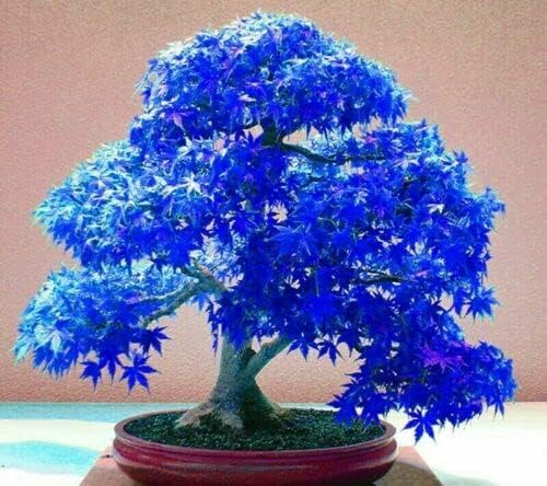 20 Real Japanese Ghost Blue Maple Tree Bonsai UK Delivery Only.