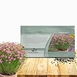 Outsidepride American Dream Pink Coreopsis Seeds - 250 Pcs Perennial & Hardy Flower Seeds for Planting w/Fine Foliage, Ideal for Borders, Pollinator-Friendly Gardens, & Low-Maintenance Landscaping