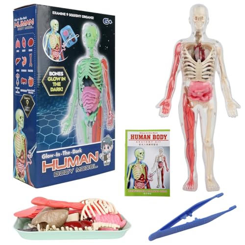 Image of PATPAT 32 Pieces DIY Human Body Model for Kids Assembly Human Skeleton Model for Kid Glow in The Dark Skeleton Educationa Toys Puzzle for Kids Educational Biology Class Tool for Kid Age 6+