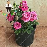 Satisfactory service Shopmeeko 20 Mini Arco Iris Chino Rosal BonsÃ¡i Plantas Flores Perennes Para Jardineras Macetas En Semillas De Flores Raras: 1