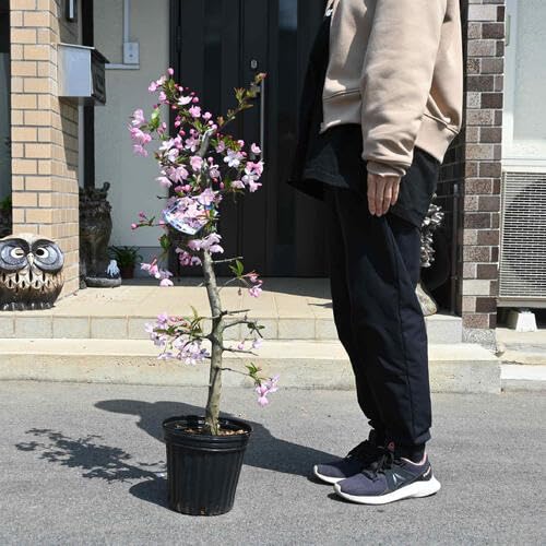 Amazon | ハナカイドウ花海棠花植木苗 地植え苗 1本接ぎ木苗花木苗 | 植木