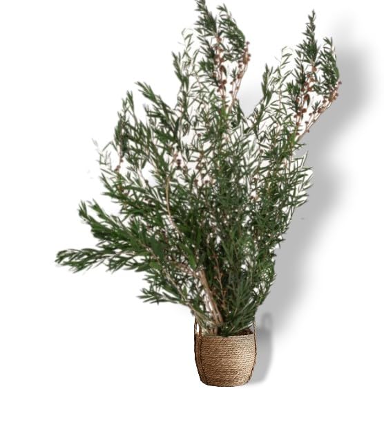 Plante Stabilisée en Pot Lepto Longifolia – Décoration Naturelle Sans Entretien – Végétaux Stabilisés Durables – Plante d’Intérieur Sans Arrosage