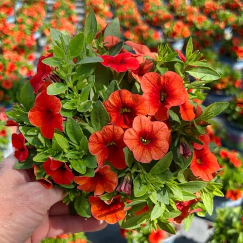 Zauberglöckchen 'Orange' orange, Topf-Ø 13 cm, 6 Pflanzen