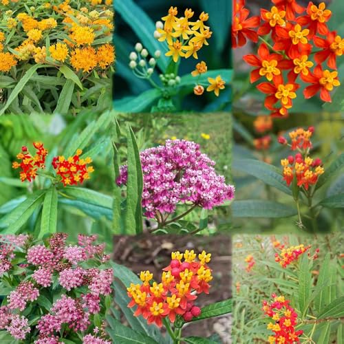 Semillas de Asclepias curassavica - para balcones, Las de jardín rocas son resistentes semillas silvestres perennes resistentes, 200pcs
