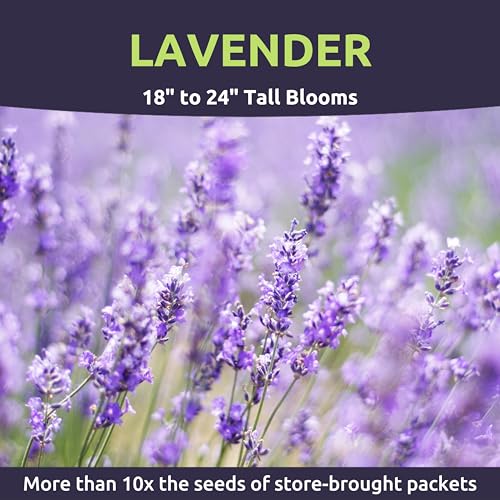Lavender - Large 1/4 Ounce Packet - 7,000 Flower Seeds for Planting - Lavandula angustifolia - Image 3