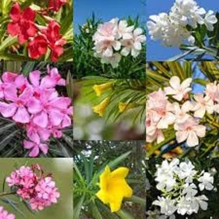 Oleander Flower Seeds 100pcs Mixed
