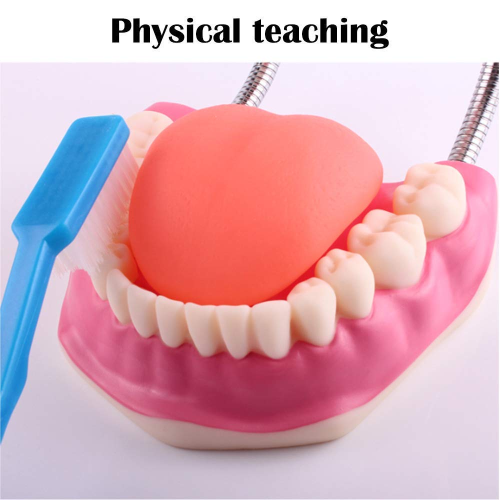 Modello di Denti Template Oral Cura Dental Modello Dental Bambini Studio di educazione Dentale e Forniture per la spazzolatura Dimostrazione Standard per la Salute Orale Adulta