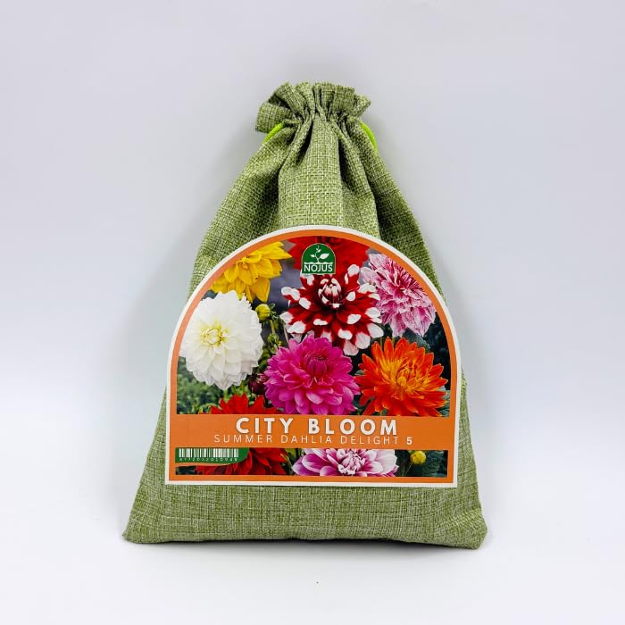 Nojus City Bloom Summer Dahlia Delight – Mezcla de 5 Tubérculos de Dalias – Flores de Verano Coloridas para Jardín, Balcón y Terraza – Ideales como Flores Cortadas – Urban Gardening – Bolsa de Yute