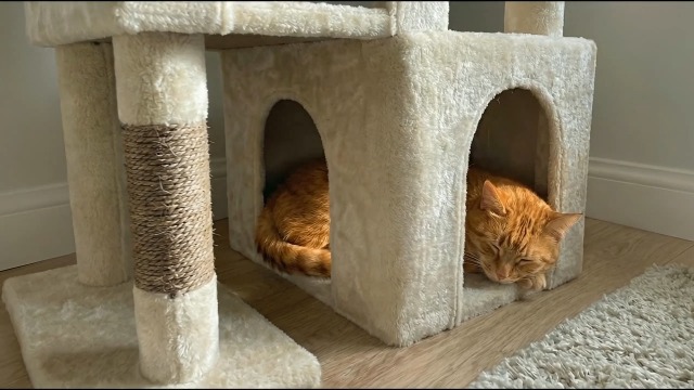 Amazon | Globlazer S52 キャットタワー 多頭飼い 大型猫用 低い 安定