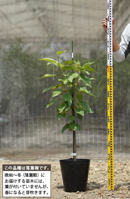 Amazon.co.jp: さくらんぼ 苗木 【紅秀峰 （べにしゅうほう）】 3年生